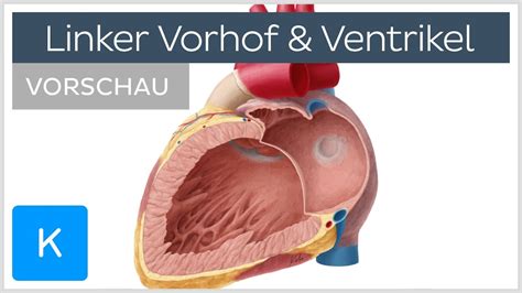 Linker ventrikel systolische functie 